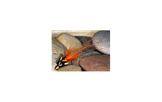 Pot BellyPig Or BlCH