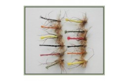 12 Coloured Daddys GH & Unweighted