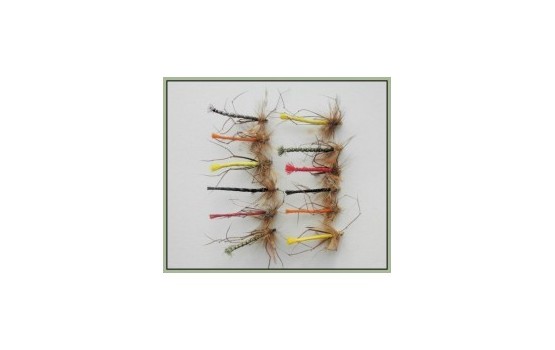 12 Coloured Daddys GH & Unweighted