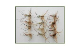 12 Coloured Tip Daddy Long Legs