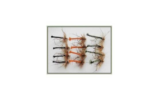 12 Goldhead Daddy Long Legs Detached Coloured