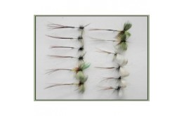 12 Mixed Mayflies