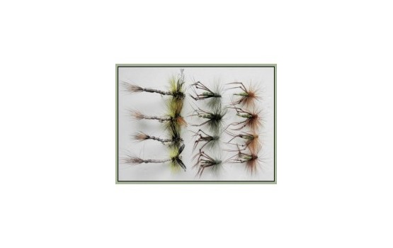 12 Mixed Olive Hoppers