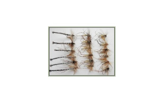 18 Daddy Long Legs Detached and Standard