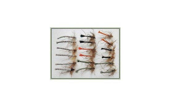 18 Daddy Long Legs Detached Bodies