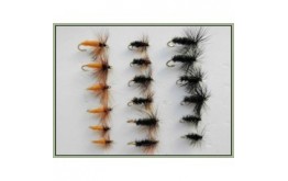 18 Drys Carrot Black & Peacock Cochybondhu