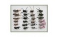 24 Mixed beetles