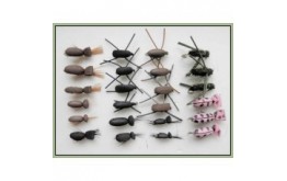 24 Mixed beetles