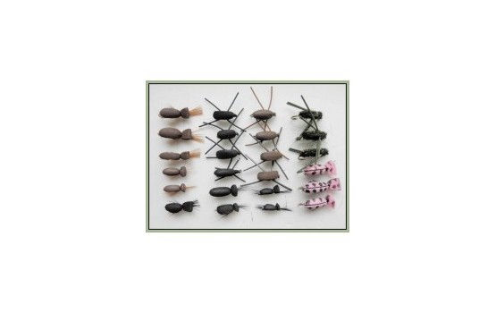 24 Mixed beetles