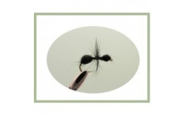 Black Ant   Traditional