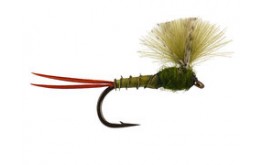 CDC Olive Baetis