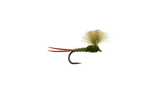 CDC Olive Baetis