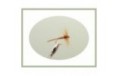 Hackled Brown Midge