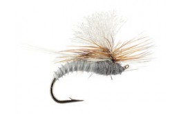 Christiaens GT Adult Adams