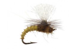 Christiaens GT Adult BWO