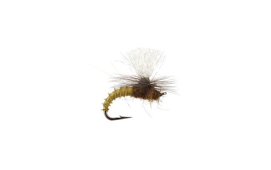 Christiaens GT Adult BWO