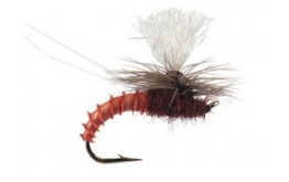 Christiaens GT Adult Mahogany