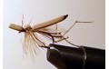 DADDY LONG LEGS FOAM BODY TAN Dry