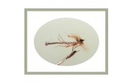 Detached Daddy Long Legs Natural