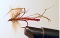 DETACHED DADDY LONG LEGS RED Dry