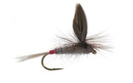 Iron Blue Dun Parachute Superb