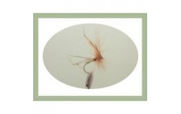 Lime Tip Daddy Long Legs