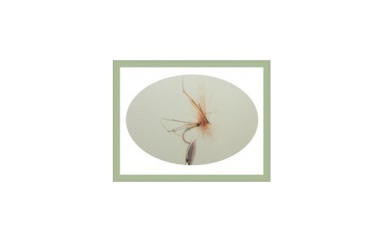 Lime Tip Daddy Long Legs