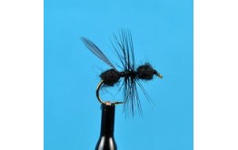 Black Flying Ant