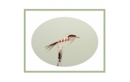 Long shank Mayfly Nymph