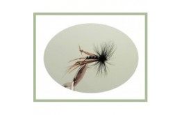 Black Hackled Hopper