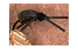 Olive Kicking Beetle