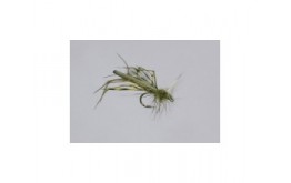 Olive Variant Daddy Long Legs