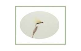 Olive Wing CDC F Fly