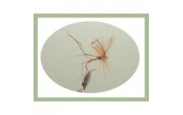 Orange Tip Daddy Long Legs