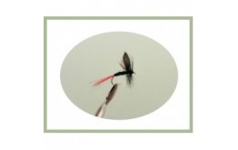 Black Red Tailed Gnat