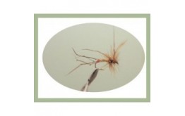 Red Tip Daddy Long Legs
