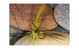 Roll Over May Yellow