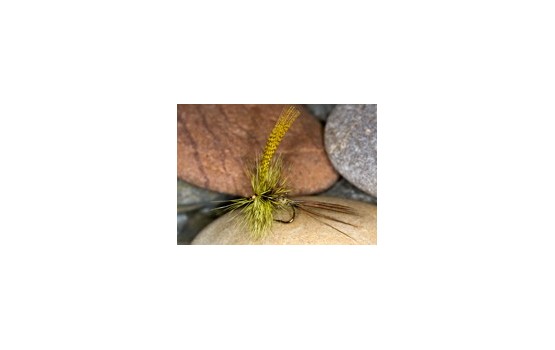 Roll Over May Yellow