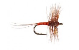 Small Red Allrounder