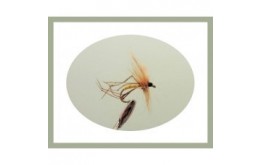 Standard Daddy Long Legs