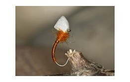 Sugar Cube Buzzer Orange