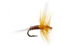 Super Small Ginger Fly