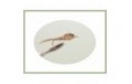 Tan Long shank Mayfly