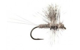 Thorax   Callibaetis